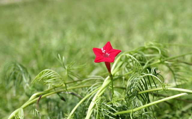 Cypress Vines Flowers Pictures