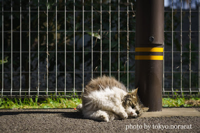 野良猫写真