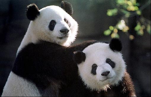 cute panda bears