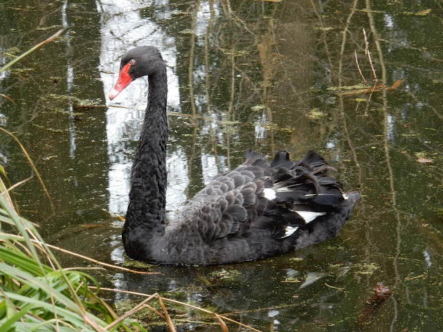 Zwarte zwaan (Cygnus atratus), Gimbornhof, Zevenaar, 31 maart 2018. Foto: Winny de Meij