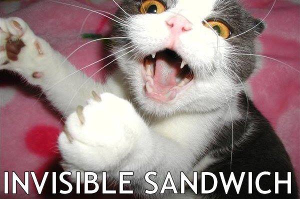 where is my sandwich? the cat beg sandwich
