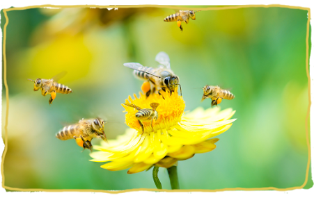 El lenguaje de las abejas