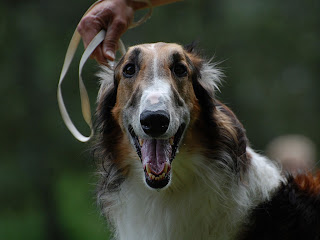 Borzoi Dog Wallpaper