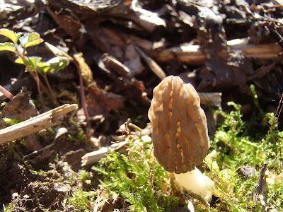 grzyby 2017, smardze 2017, smardze na Orawie, grzyby wiosenne, grzyby w kwietniu, Morchella conica smardz stożkowaty, Gyromitra esculenta piestrzenica kasztanowata