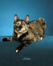 gambar kucing black tortoiseshell