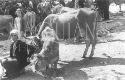 feria Ribadavia 1955