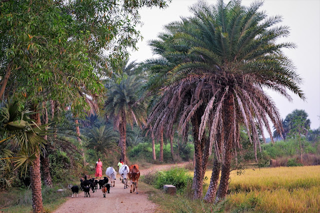 PAHARPUR_ECO_RESORT_PURULIA