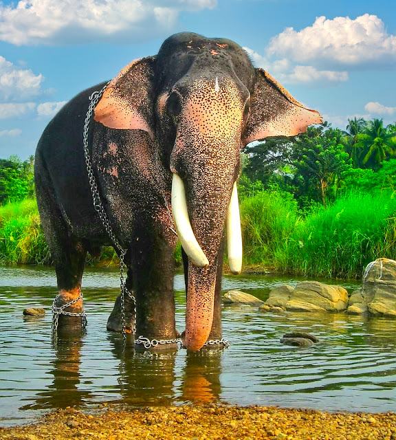 Puthupalli Sadhu Elephant photo
