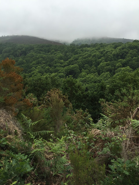 Spain, Marronda forest and the Eo River   by E.V.Pita (2015)  http://evpita.blogspot.com/2015/06/spain-marronda-forest-and-eo-river.html   Fraga de Marronda - río Eo (Baleira, Lugo)  por E.V.Pita (2015)