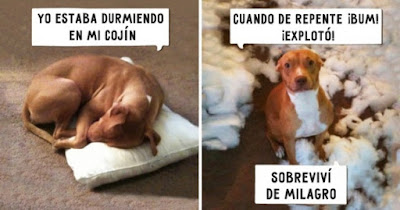 perro que mordio su cojín y da excusas de lo sucedido, muy comico