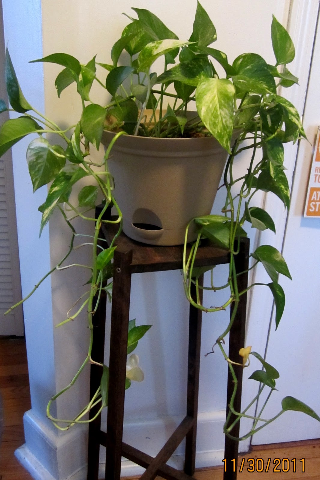 Homemade and Colorful: New and Old Houseplants