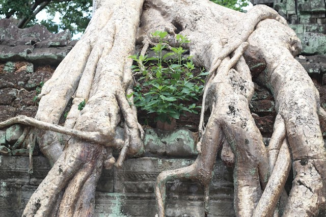 Ta Prohm Temple