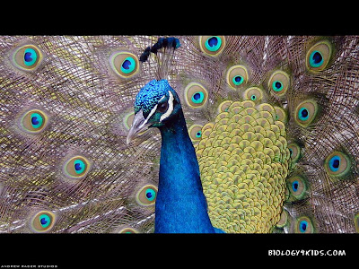 wallpaper 1024 x 768. Peacock Wallpapers 1024x768