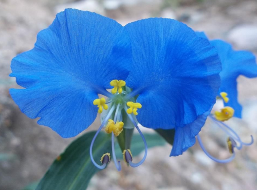 Nombres de las flores con imágenes