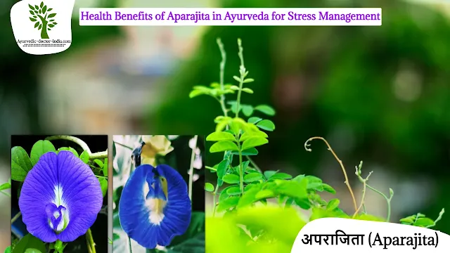 Benefits of Aparajita In Ayurveda for Stress Management