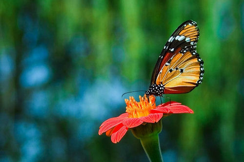 Mirando muy de cerca los insectos de mi jardín (24 fotos)