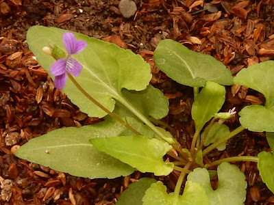 小菫菜的花