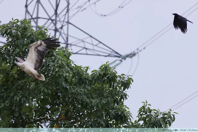 White-bellied Sea Eagle harass by crow at Raub Lake