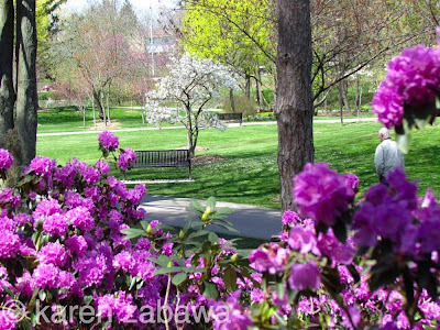 Early blooming PJM Rhodos and magnolias flowering at Mississauga ON