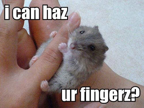 Lolcat Lolcats Lolcatz Lowlcatz Fingerz image,