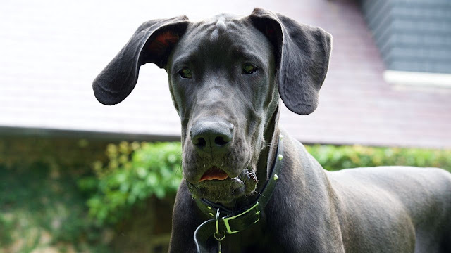 Are Great Danes Good Guard Dogs?