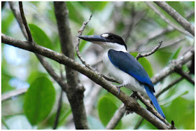 alcion acollarado Todiramphus chloris Coraciformes