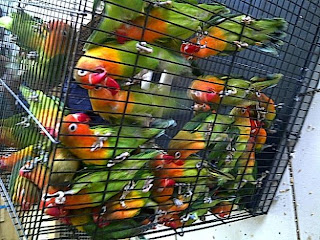 Jual Love Bird, Burung Love Bird Hijau kepala merah pasangan remaja, Stok Love Bird hijau kepala merah pasangan remaja, Love Bird