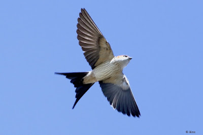 Red-rumped Swallow