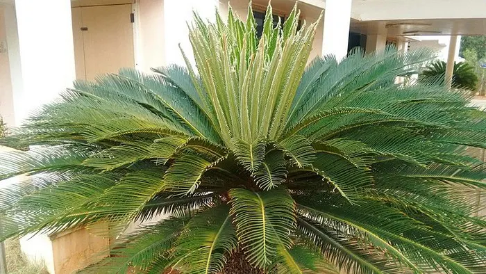 cycas species, name genus cycas, family cycadaceae cycas, genus cycas history, genus cyathea, cycas phylum