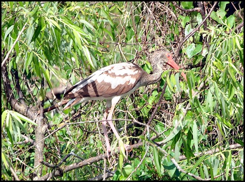 10 - White Ibis Juvenile