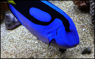 Blue Tang Fish Wallpaper