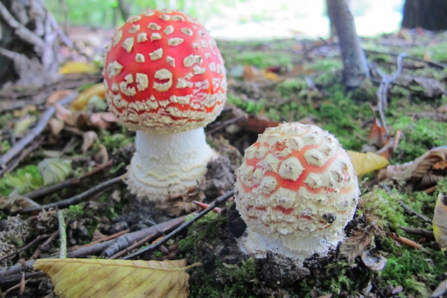 fungus - Amanita Muscaria