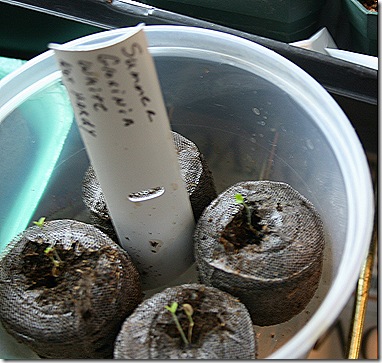 GloxiniaSprouts