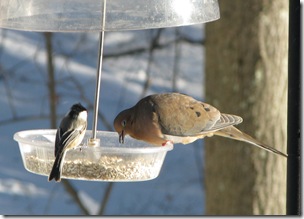 12 26 Dove n Chickadee