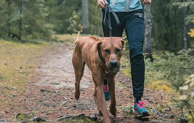 Different Ways to Exercise Your Dog