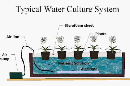 6 Cara Menanam Secara Sistem Hidroponik