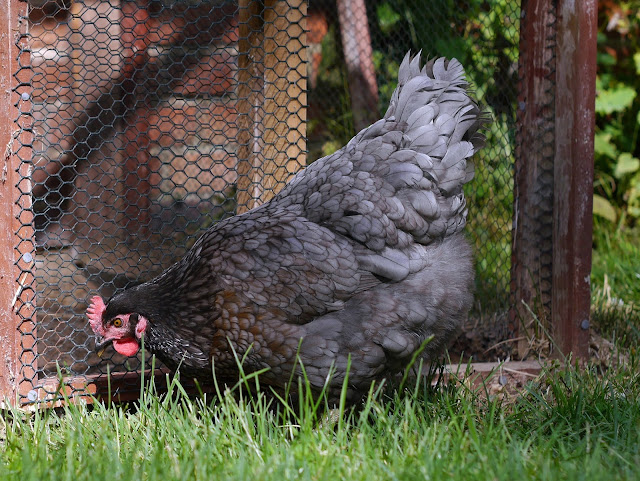 Königsberger Huhn von der Seite