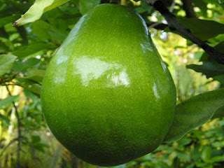 avocado fruit images