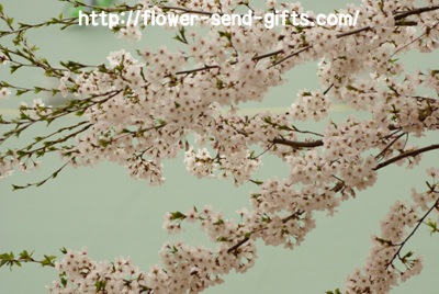 Cherryblossom- DSC06891