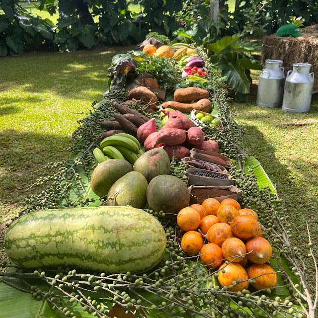 En resort Tropicalia, desde su propia granja sirven alimentos a huéspedes