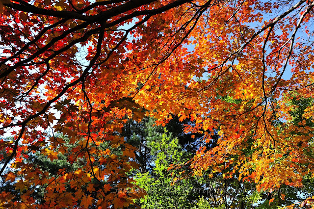 南怡島紅葉 Nami Island