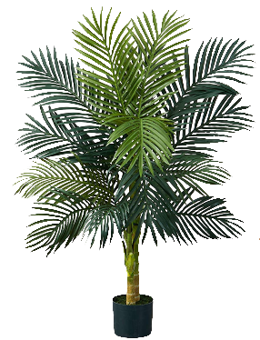 Golden Cane Palm Tree