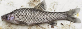 http://hackneycitizen.co.uk/2015/02/03/clissold-park-ponds-poisoned-wipe-out-deadly-topmouth-gudgeon-fish/