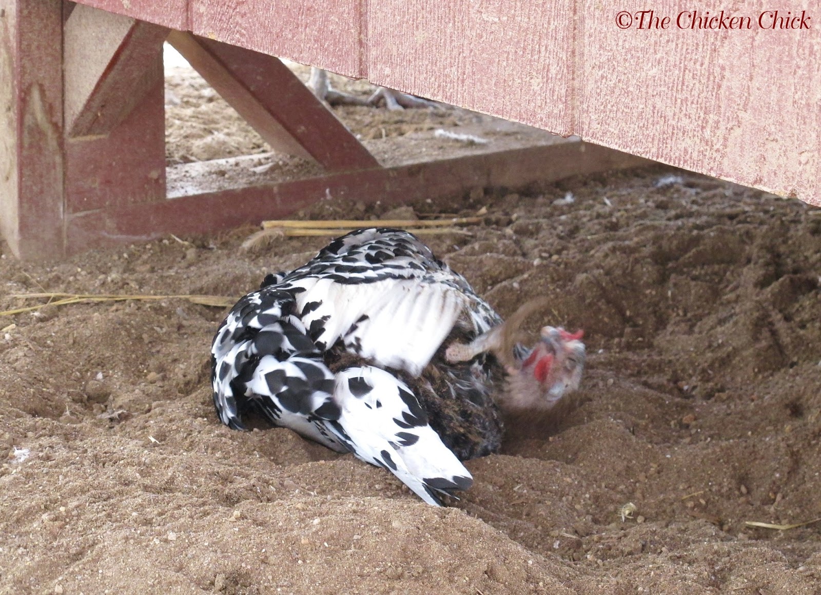 Winter dust bath in the sand, under the coop. As long as the sand ...