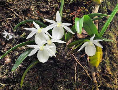 Angraecum cucullatum orchid plant care and culture