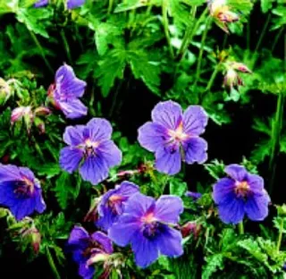 Meadow cranesbill (Geranium pretense)