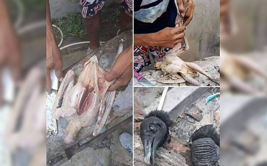 Em Manaus, carne de urubu é vendida como galinha caipira em feira 