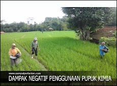 DAMPAK BURUK PENGGUNAAN PUPUK KIMIA YANG TIDAK DISADARI