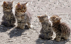 Funny cats - part 85 (40 pics + 10 gifs), four cute kitten