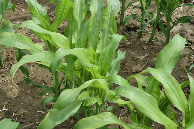 sulfur deficiency corn